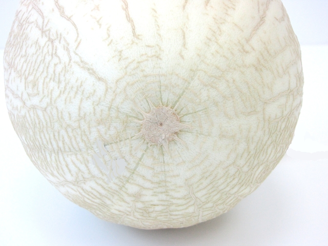 Iceberg WIS White Rind melon